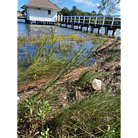 King tide image